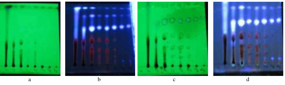 Gambar 1 KLT Hasil kromatografi cair vakum dan penyemprotan dengan AlCl3 5 % ;fase diam silica gel F254dan  eluen yang digunakan adalah n-heksan:etil asetat (4:1), pada jarak elusi 8 cm
