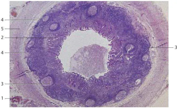 Gambar 2.3 Histologi Apendiks dengan pewarnaan Hematoxylin-Eosin(4)(1)  Tela submucosa