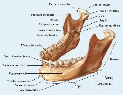 Gambar 2.2 Anatomi Mandibula (Netter, 2000) 