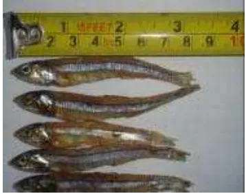 Gambar 2.3 Ikan Teri (Stolephorus sp.) (Anonim, 2011) 