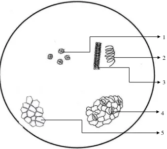 Gambar Mikroskopik Serbuk Simplisia Daun Pepaya    (pembesaran 10 x 40) 
