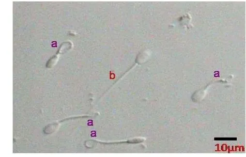 Gambar 3 (ekor melingkar, a) spermatozoa dengan membran plasma utuh dan  