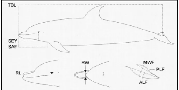Gambar 4 Karakteristik morfologi eksterior lumba-lumba hidung botol dari Perairan China; TBL: total body length, SEY: snout-eye length, SAF: distance from snout to anterior insertion of flipper, RL: rostrum length, RW: rostrum width, MWF: maximum width of 