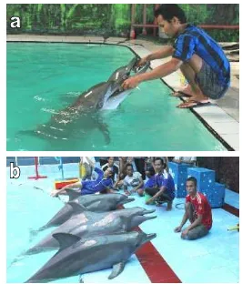 Gambar 6 Proses mendaratkan lumba-lumba hidung botol dari kolam konservasi;(a) memberikan pancingan berupa pakan; (b) trik mendarat.