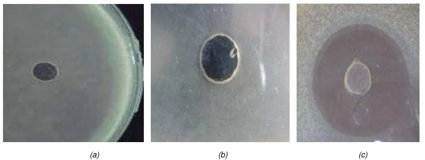Gambar 1. Hasil uji antibakteri untuk (a) amoxicillin 0,1% (kontrol +); (b) CMC 0,1% (kontrol -); dan (c) DMSO 100% (kontrol -) dengan bakteri uji Acinetobacter calcoaceticus pada medium MHA  