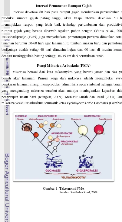 Gambar 1. Taksonomi FMA 