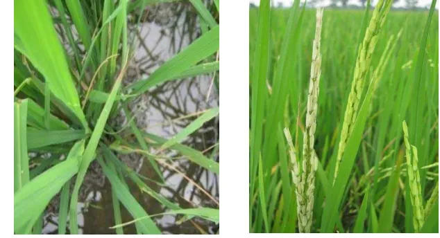 Gambar 1  Gejala sundep tanaman padi terjadi pada fase vegetatif (a) dan beluk 