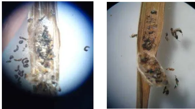 Gambar 9  Pembedahan telur yang berisi larva mati (a) dan parasitoid mati (b) 