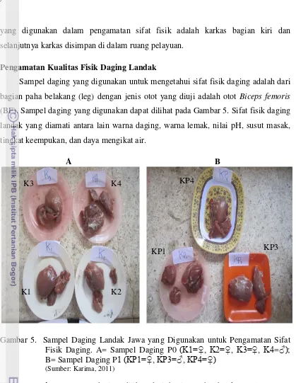 Gambar 5.  Sampel Daging Landak Jawa yang Digunakan untuk Pengamatan Sifat 