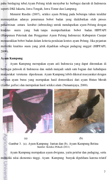Gambar 3.  (a). Ayam Kampung  Jantan dan (b). Ayam Kampung Betina 