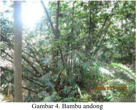 Gambar 4. Bambu andong  