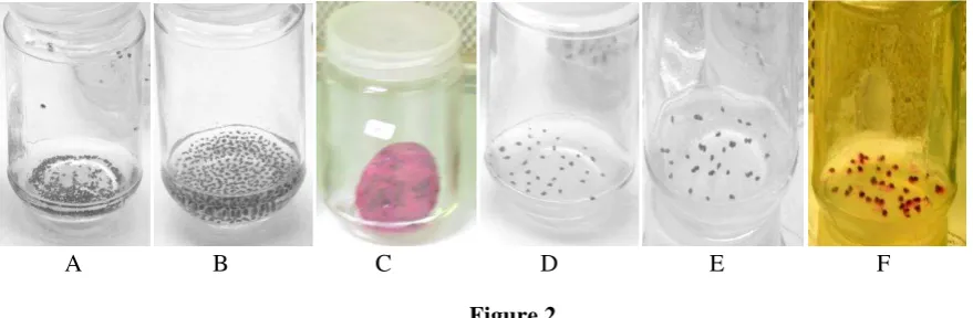 Figure 1A: Seedlings of S1. 1B: Seedlings of S2. 1C: Seedlings of S3.  