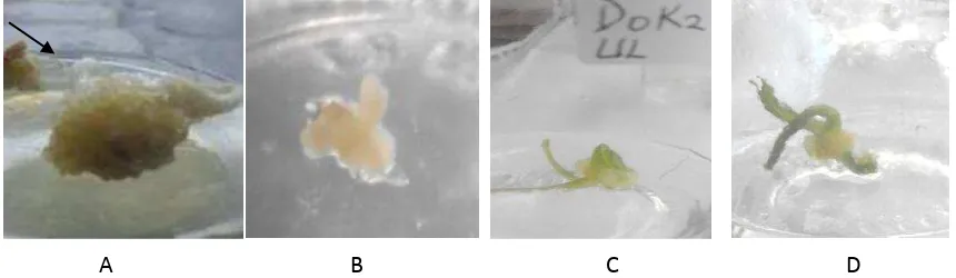 Figure 2. A. Globular Embryos as Explant. B. Bipolar Embryos. C. Shoot of Watery Callus