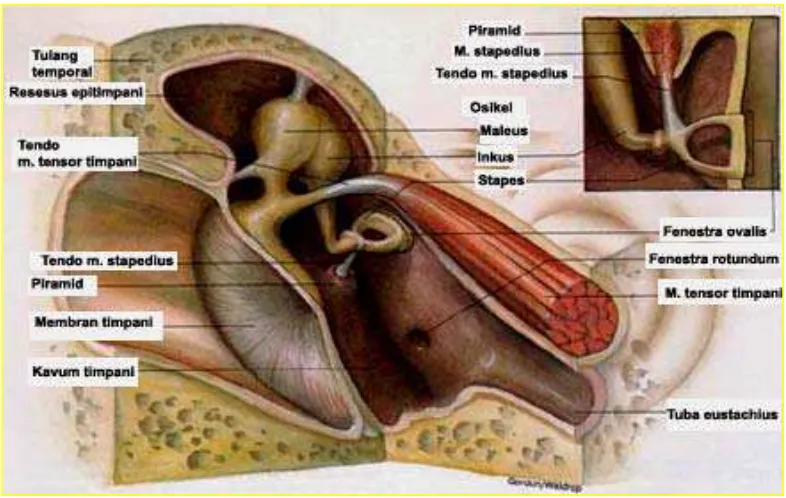 Gambar 2.1. Organ-organ penting di sekitar kavum timpani (Helmi, 2005).  