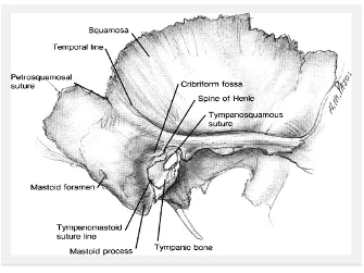 Gambar 2.3. Anatomi tulang temporal (Meyer et al., 2006). 