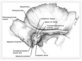 Gambar 2.3. Anatomi tulang temporal (Meyer et al., 2006). 