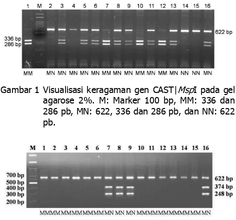 Gambar 1 Visualisasi keragaman gen CAST|MspI pada gel agarose 2%. M: Marker 100 bp, MM: 336 dan 