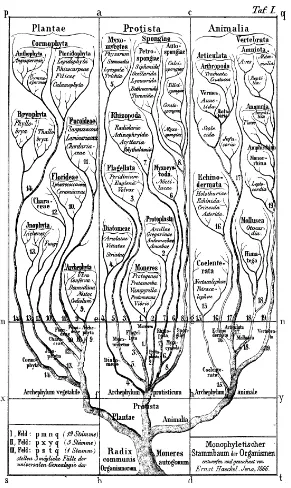 Figure 3:Haeckel’s tree of life (1866).