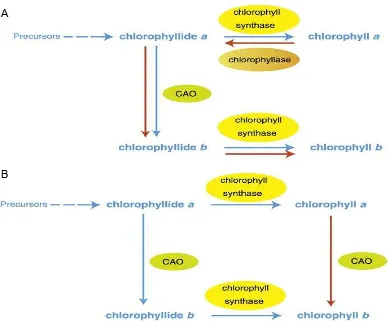 Gambar 2  Konversi klorofil a menjadi klorofil b, A secara tidak langsung dan B 