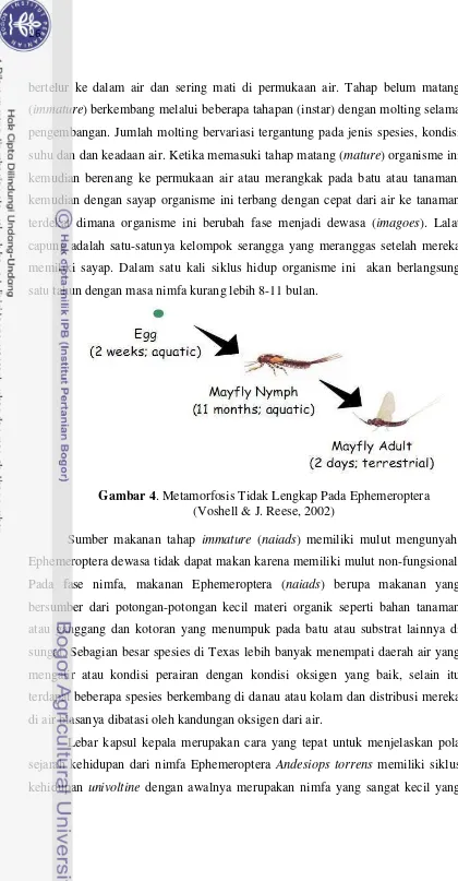 Gambar 4. Metamorfosis Tidak Lengkap Pada Ephemeroptera  