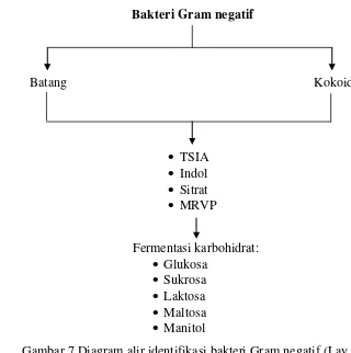 Gambar 7 Diagram alir identifikasi bakteri Gram negatif (Lay 1994).  