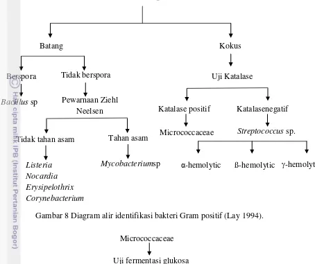 Gambar 8 Diagram alir identifikasi bakteri Gram positif (Lay 1994). 