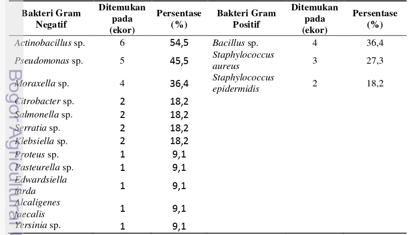Tabel 8 Hasil identifikasi bakteri pada saluran pernafasan atas T. aduncus 