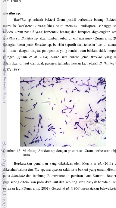 Gambar  13  Morfologi Bacillus sp. dengan pewarnaan Gram, perbesaran objektif 