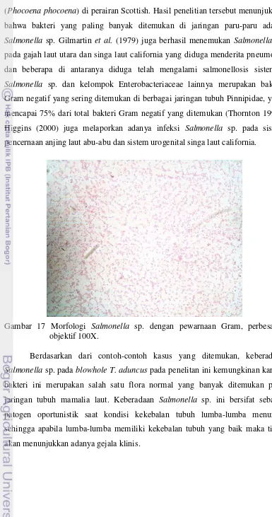 Gambar 17 Morfologi Salmonella sp. dengan pewarnaan Gram, perbesaran 
