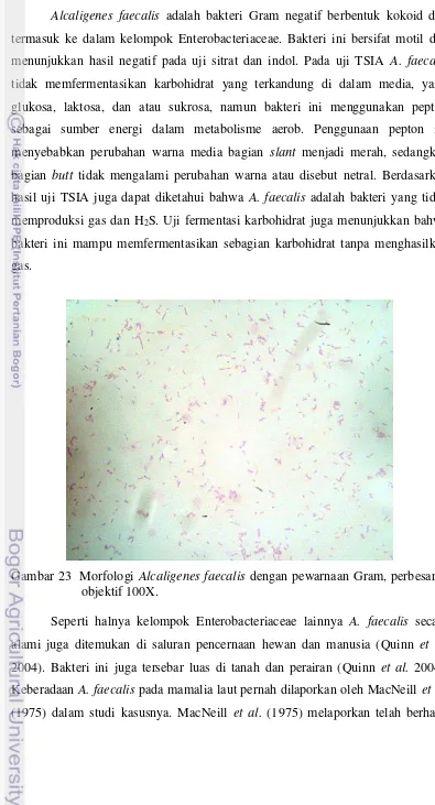 Gambar 23  Morfologi Alcaligenes faecalis dengan pewarnaan Gram, perbesaran 