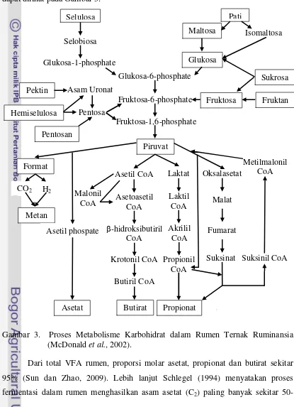 Gambar 3.  Proses Metabolisme Karbohidrat dalam Rumen Ternak Ruminansia 