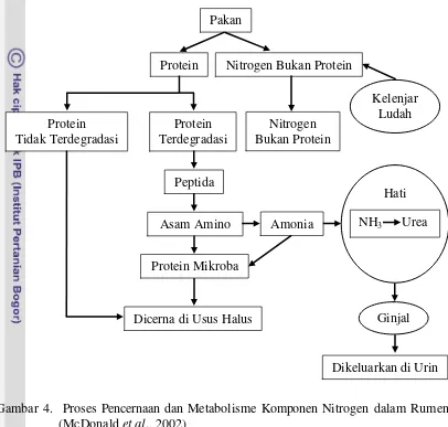Gambar 4.  Proses Pencernaan dan Metabolisme Komponen Nitrogen dalam Rumen 