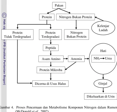 Gambar 4.  Proses Pencernaan dan Metabolisme Komponen Nitrogen dalam Rumen 