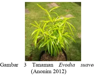 Gambar 3 Tanaman  Evodia suaveolens 