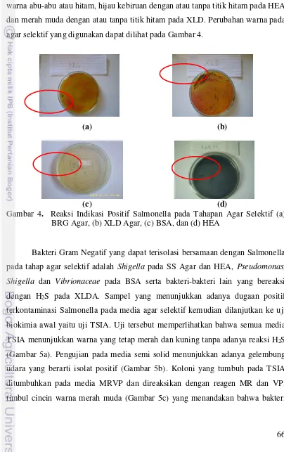 Gambar 4.  Reaksi Indikasi Positif Salmonella pada Tahapan Agar Selektif (a)    