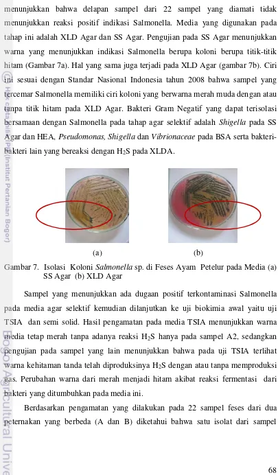 Gambar 7.  Isolasi  Koloni Salmonella sp. di Feses Ayam  Petelur pada Media (a) 