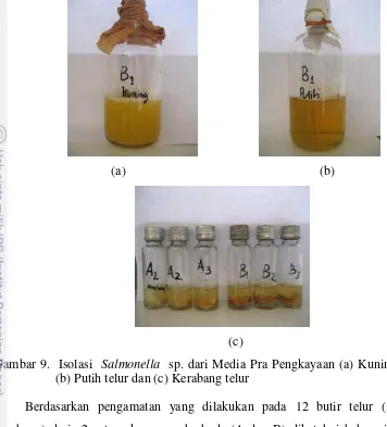 Gambar 9.  Isolasi  Salmonella  sp. dari Media Pra Pengkayaan (a) Kuning telur 