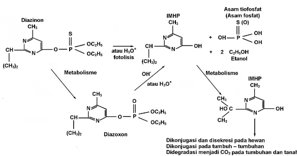 Gambar 3. Degradasi diazinon yang terjadi melalui proses biotik dan abiotik (Leland 1998)  