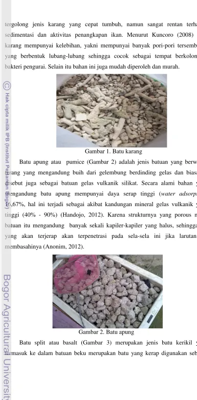 Gambar 1. Batu karang 
