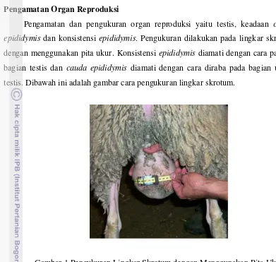 Gambar 1 Pengukuran Lingkar Skrotum dengan Menggunakan Pita Ukur 