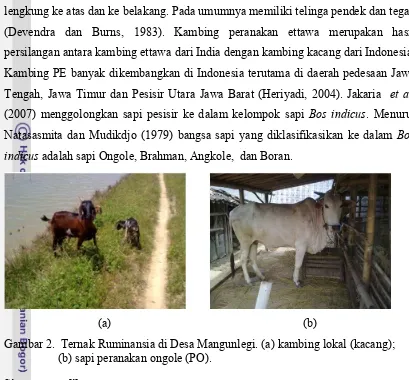 Gambar 2.  Ternak Ruminansia di Desa Mangunlegi. (a) kambing lokal (kacang);    
