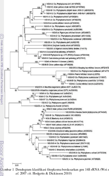 Gambar 1 Dendogram klasifikasi fitoplasma berdasarkan gen 16S rRNA (Wei et