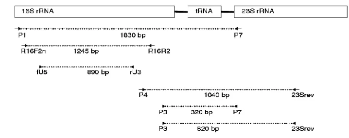 Gambar 2  Representasi diagram operon 16S – 23S rRNA, menunjukkan posisibeberapa primer universal yang telah dikembangkan untuk amplifikasiPCR daerah ini dari fitoplasma