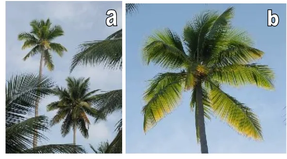 Gambar 3 Gejala penyakit layu kelapa di Pulau Derawan. Daun tanaman kelapa