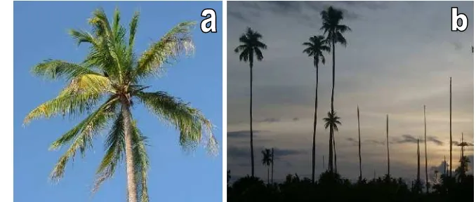 Gambar 4 Gejala lanjut penyakit layu kelapa di Pulau Derawan. Daun kelapamengalami nekorsis dari daun bagian bawah (A), daun dan buahberguguran hingga tertinggal hanya tonggak batang (B)