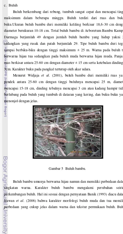 Gambar 5  Buluh bambu.  