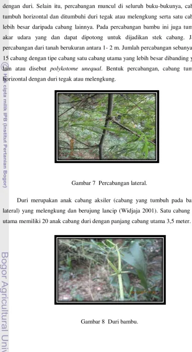 Gambar 7  Percabangan lateral. 