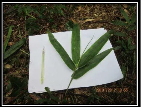 Gambar 10  Perbandingan daun bambu duri. 