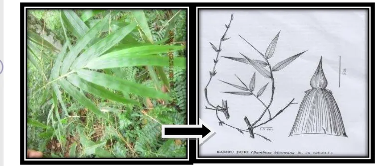 Gambar 11  Daun bambu duri (Sumber : Sastrapradja et al.1977). 