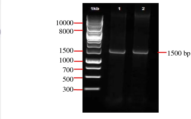 Gambar 6 Profil DNA hasil amplifikasi gen penyandi 16S rRNA dengan PCR 